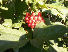 ������ �������