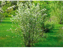 ����_������� ���