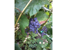 ������ ��������