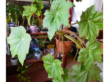 ������� ����������������