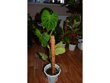 ��� ������������