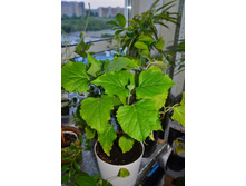 ���� ��������