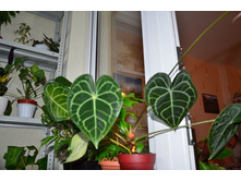 �������� ������������