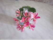 ����������, ������ ��������