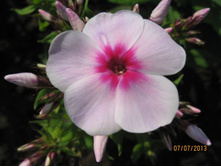 ����� ������