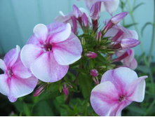 ������� ���������