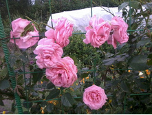 ���� Coral down