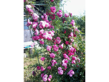 ���� ��������� Exelsa