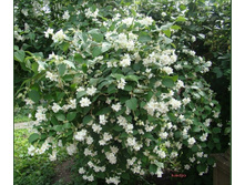 ������ ������������