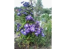 �������� ����-���������� (���������)