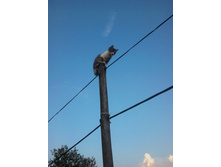 ���� ���� - ����