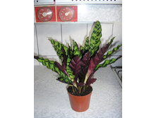 ������� ����������- 400-550  ���.