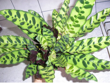 ������� ����������-