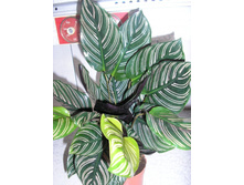 ������� ����������- 450-550 ���.