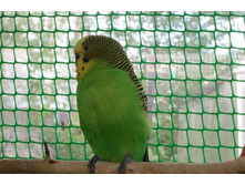 ����, ���� ���������. 500 ���.