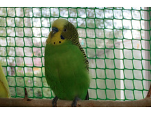 ����, ���