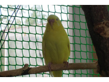 ����� 500 ���