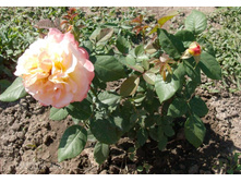 �������� 1.jpg