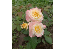 �������� 3.jpg