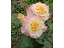 �������� 4.jpg