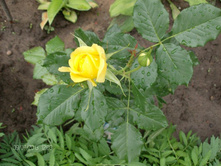 ����� ����.jpg