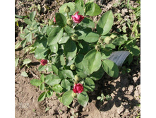 ����� 1.jpg