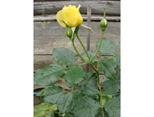 ����� ���� 1.jpg