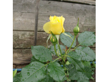 ����� ���� 2.jpg