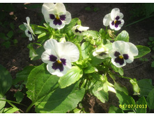 ����� - ������� ������