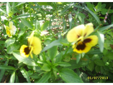 ����� - ������� ������