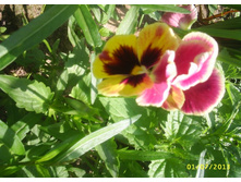 ����� - ������� ������