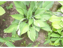 ����� \"Honeybells\"