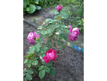 ���� ��������� ���������_������