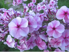 ������� ���������.