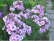 �������  ���������.