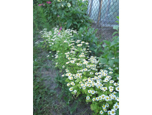 �������� �������, 50 �.