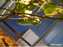 \"�����\"-1:)