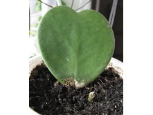 ���� �����