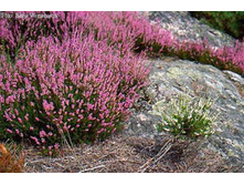 �������. 15/12 135���.