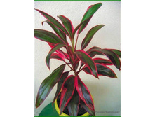 ��������� 53/8 80���.