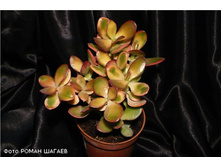 �������� SunSet 30\12 160���.