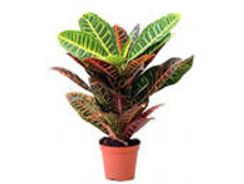 ������ ����� 40/13 130���.