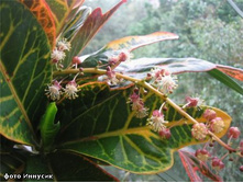 ������ ��������� 40/13 130���. 90/17 280 ���.