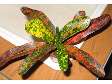 ������ ���� 30/8 65 ���.