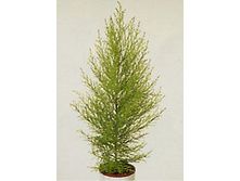 ��������� ���� ����� 55/14 130���.