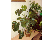 �������� �������� 50/14 180���. 70/14 210���.