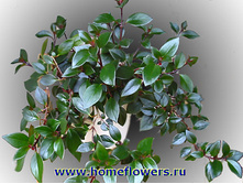 ���������� 30/11 280���