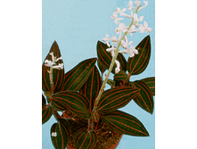 ������� ������� 30/10 195���.