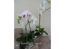 ������� ���������� 60/12 450���.