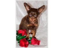 ���������� ���� ������� - 2 ������